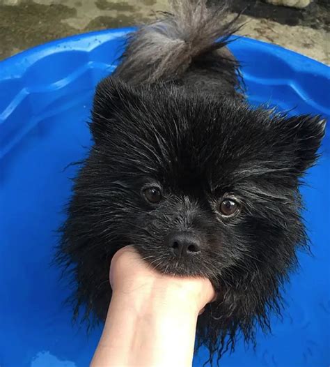 16 Absolutely Perfect Black Pomeranians The Paws