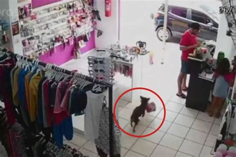 captan en video un inusual ladrón de peluches y el caso se vuelve viral chapin tv