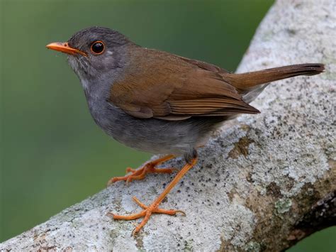 Orange Billed Nightingale Thrush Ebird