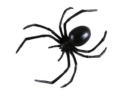 Download High Quality Spider Clipart Realistic Transparent Png Images