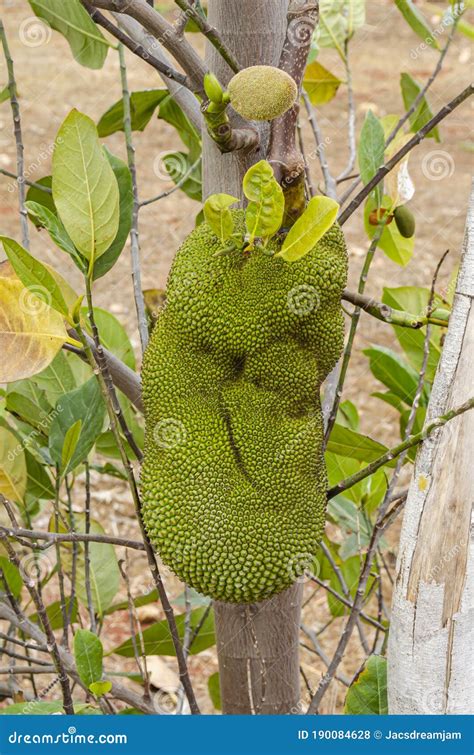 Jackfruit Growing On Tree Stock Photo Image Of Bloom 190084628