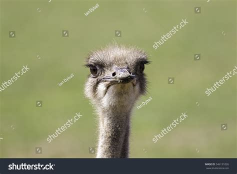 Goofy Ostrich Struthio Camelus Face Against Stock Photo 546131026
