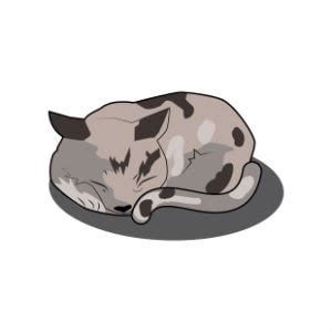 Quite often, though not always, the cat will tuck their head down and under, perhaps into a pillow, a it is not so counter intuitive for a cat to sleep curled up as you suggest. Cat Sleeping Positions: What Do They Tell You?