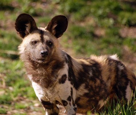 African Wild Dog The African Wild Dog Lycaon Pictus Is