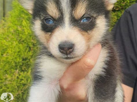 Pomsky Puppies For Sale In Newcastle Upon Tyne Ne6 On Freeads