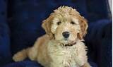 Find goldendoodle puppies for sale with pictures from reputable goldendoodle breeders. Temperament Testing - Gertie's Goldendoodles - Family ...