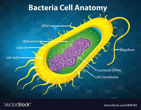 Bacteria Cell Structure Royalty Free Vector Image