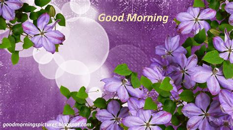 Good Morning With Flowers Wallpapersvioletflowerpurplelilacpetal