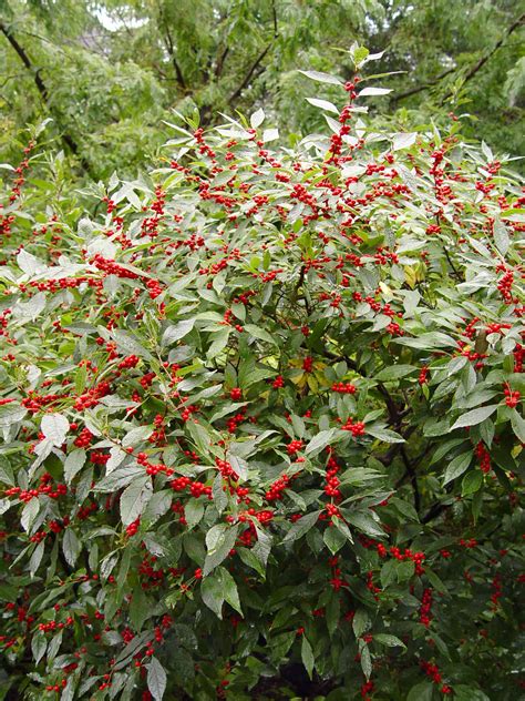 Winter Holly Days Theres A Berried Beauty For Every Situation