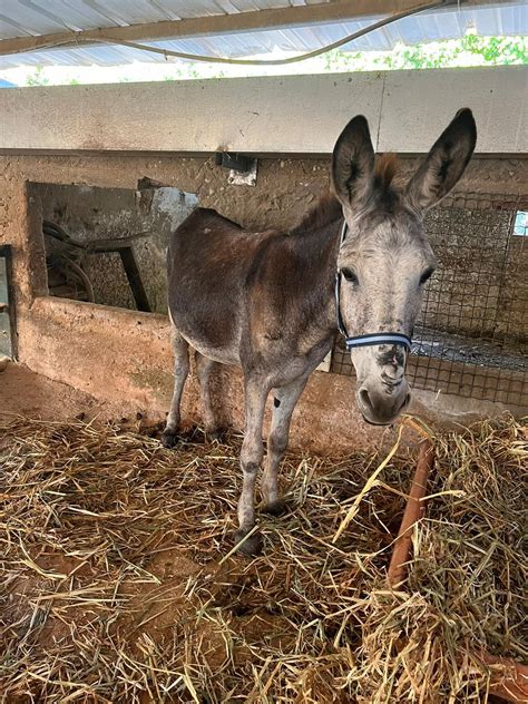 Donkeys Archive Safe Haven For Donkeys