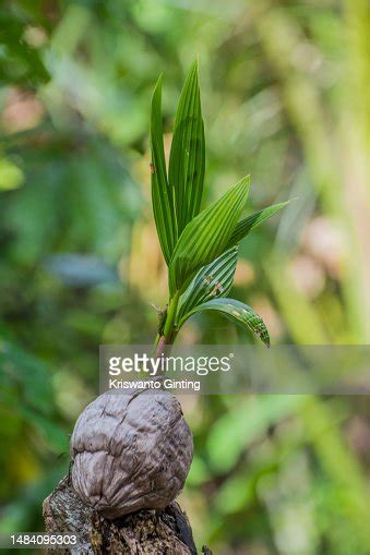 Closeup Of Sprouting Coconut High Res Stock Photo Getty Images