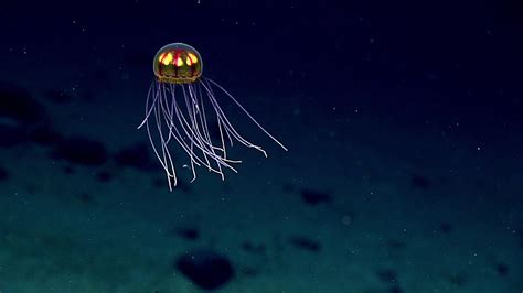 Bioluminescent Jellyfish Weird And Wonderful Sea Life