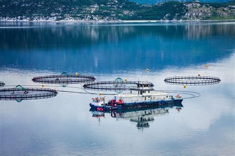 Wageningen World Sustainable Fish Farming Saves The Environment WUR