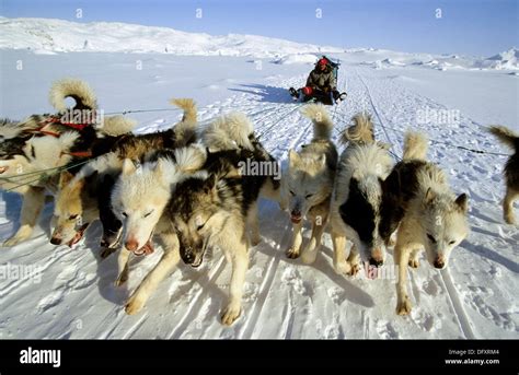 Dog Sledge On Giant Kangia Fjord Disko Bay Greenland Stock Photo Alamy