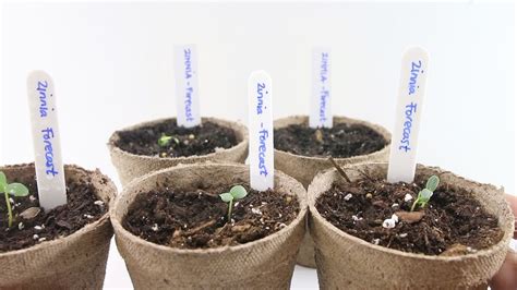 How To Germinate Your Seeds Using A Baggy And Paper Towel Fondanista