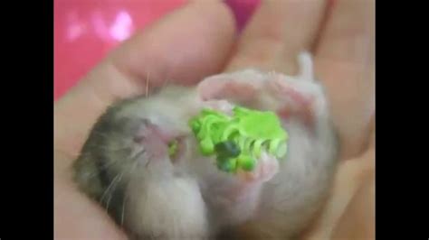Cute Baby Hamsters New Born Youtube