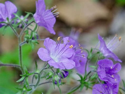 Purple Phacelia Virginia Wildflowers