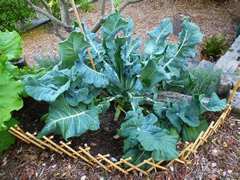 Broccoli Leaves Are Edible Broccoli Leaves Broccoli Plant Edible Garden