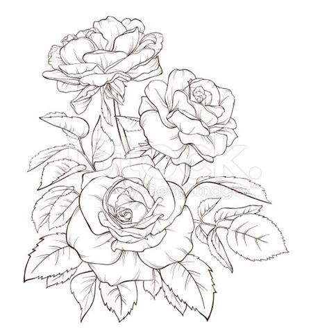 Check spelling or type a new query. Rose bouquet. Vintage card. | Flower line drawings, Rose ...