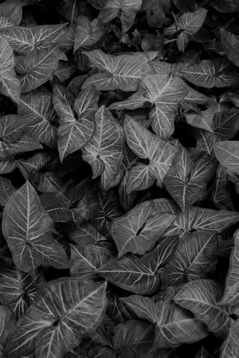 Texturas De Hojas Negras Abstractas Naturales Para Imágenes En Blanco Y