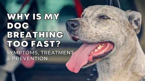 Why Is My Dog Breathing Too Fast Great Symptoms Treatment And Prevention