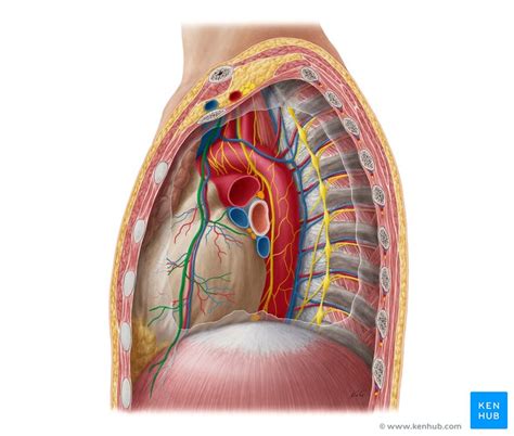 The chest anatomy includes the pectoralis major, pectoralis minor & serratus anterior. Mediastinum - Definition, Anatomy, Borders & Contents | Kenhub