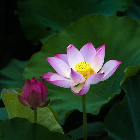 Get free seeds with every order. Lotus - Vietnam's national flower by Ha Son on 500px ...
