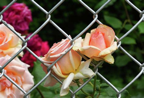 Rose Fence Photograph By Cate Franklyn Fine Art America