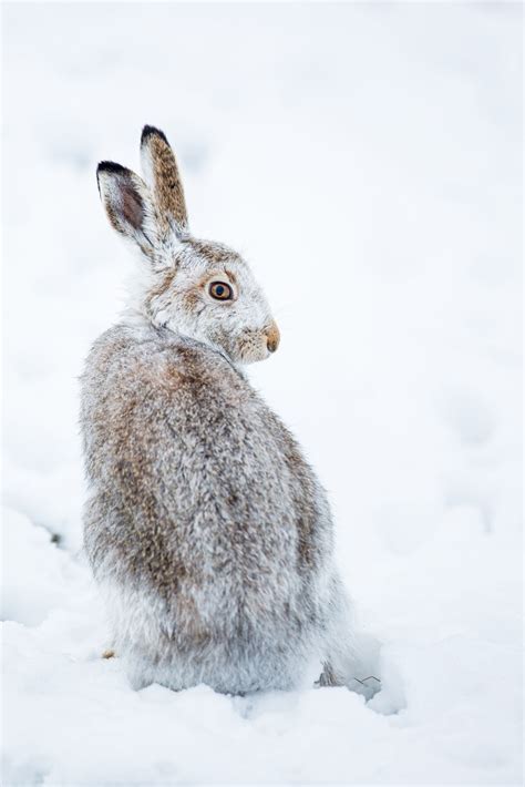 Darley Dale Wildlife Mountain Hare In The Snow