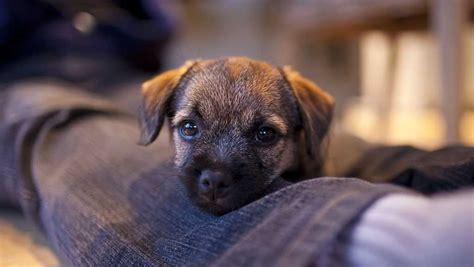 Puppy Dog Eyes Have Evolved To Appeal To Humans