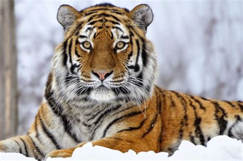 26 Spectacular Pictures Of Siberian Tigers In Their Natural Habitat