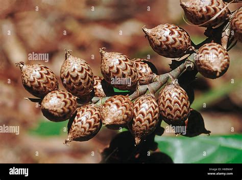 Fruit Of Cane Liana Hi Res Stock Photography And Images Alamy