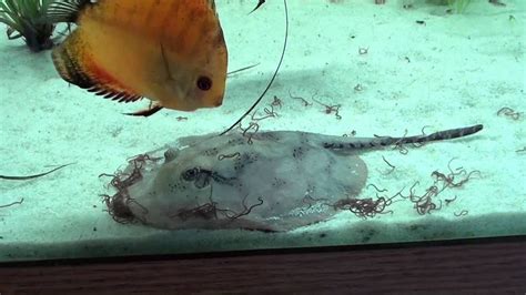 Retic And Hystrix Stingray Pups Youtube