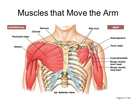 The pain is under my ribs, front and back and is also in my right shoulder. Arm Muscles : Origin, Insertion, Nerve supply & Action ...