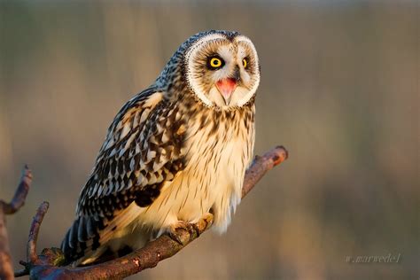 Eule Foto & Bild | tiere, wildlife, wild lebende vögel Bilder auf