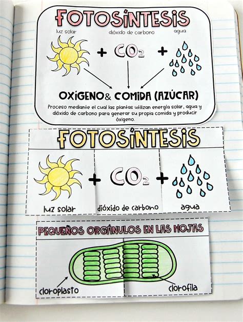 Fotosíntesis Libreta Interactiva Cuadernos Interactivos De Ciencias