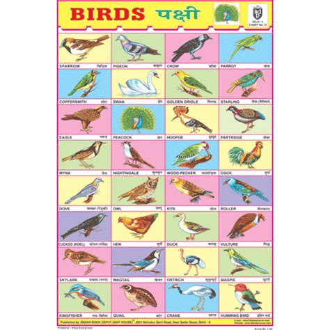 Buy Birds Picture Chart Paper At Aamantran Stores Jaipur