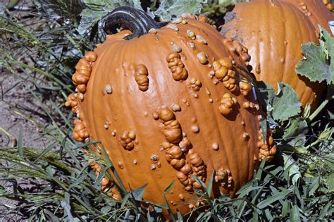 Pumpkins with warts look pretty weird, and in america. Reasons For Warty Pumpkins - Why Do Some Pumpkins Have ...
