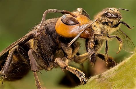 The Asian Giant Hornet Vespa Mandarinia