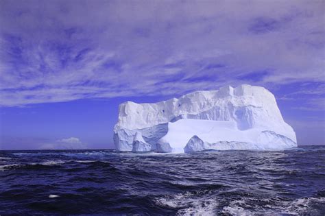 antarctica iceberg  green dandelion