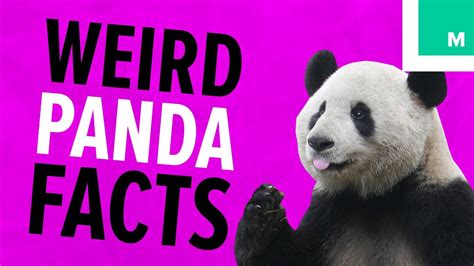 7 Weird Panda Facts Because Pandas Fuzzy Friday Youtube