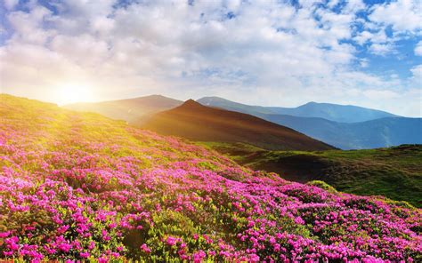 Mountain Flowers Wallpapers Top Free Mountain Flowers Backgrounds