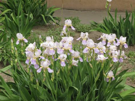 Irises In The Garden Stock Image Image Of Beauty Flower 138837931