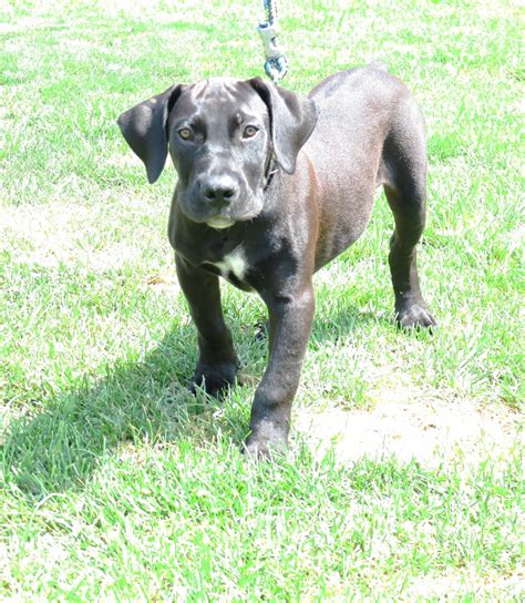 Spitsvuurboerboels spitsvuur boerboels, breeders of boerboels, or the african mastiff, for export of healthy puppies and mature dogs all over the world. Boerboel Puppies For Sale | Crown Point, IN #236106