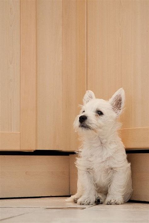 9 Of The Cutest Small Dog Breeds Pethelpful
