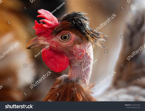 Turken On Transylvanian Naked Neck Chicken Stock Photo 1928710100
