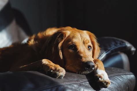 How To Calm An Anxious Dog At Night 5 Ways To Deal With Anxiety
