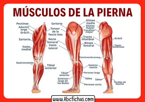 Anatomía de Los Músculos de las Piernas Sistema Muscular