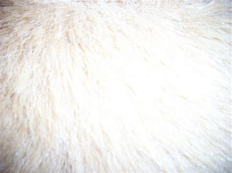Fur Background Free Stock Photo Public Domain Pictures