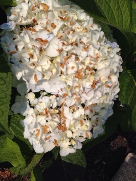 However, when white hydrangeas get older they can turn blue or pink make sure the hydrangea is in a place where there is morning sun and cool afternoon shade. Browning On Hydrangea Flowers | Hydrangea flower ...